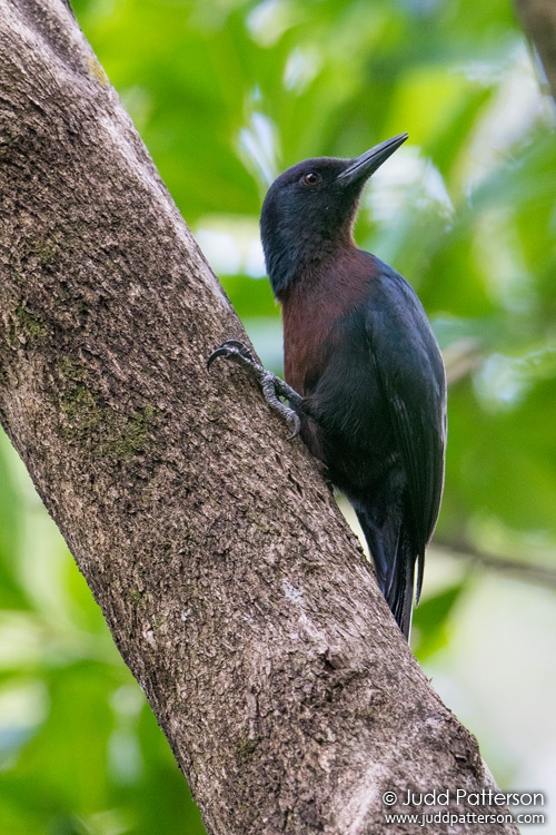Guadeloupe Woodpecker, Guadeloupe